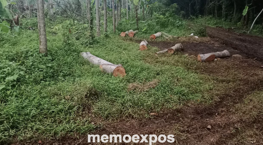 Perhutani KPH Jombang Diduga Kehilangan Kayu Puluhan Batang, Kok Bisa?