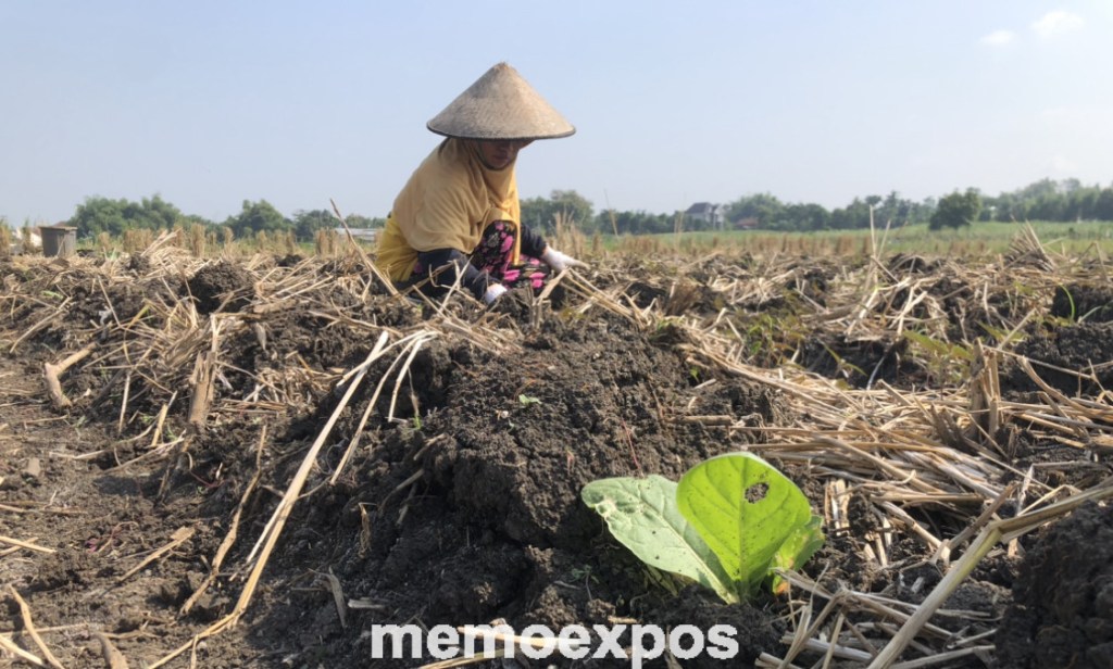 Masa Tanam Tembakau di Jombang, Petani Sudah Proses ‘Matun’