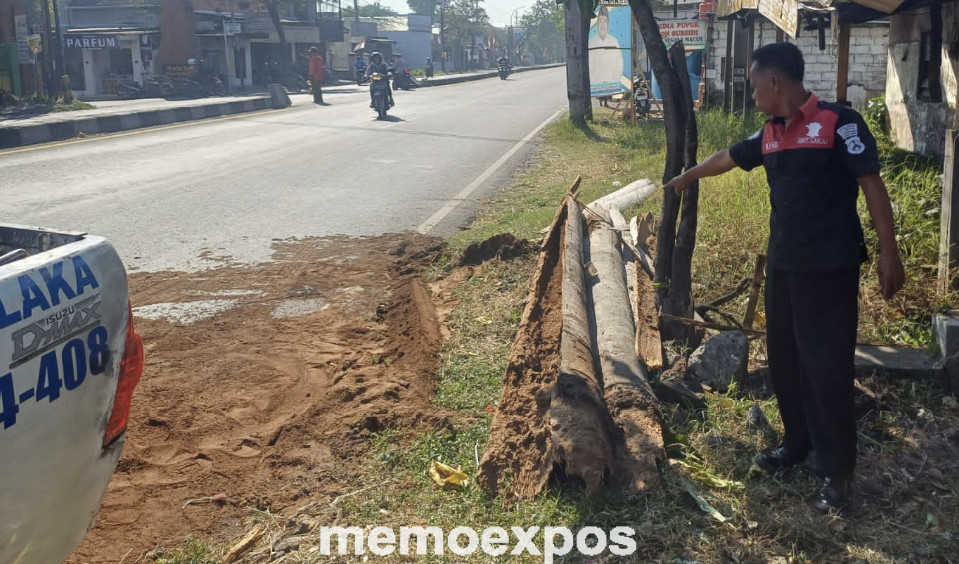 Pohon Mati di Peterongan Jombang Timpa Pengguna Jalan, Begini Kondisi Korban